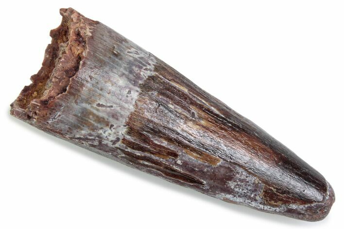 Fossil Spinosaurus Tooth - Real Dinosaur Tooth #376429